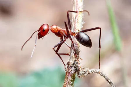 Poluarea aerului afectează simțurile furnicilor, iar efectele sunt îngrijorătoare