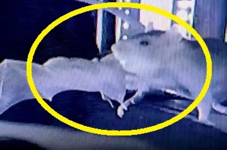 Fenomen spectaculos al naturii, observat pentru prima dată!