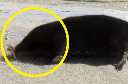 Singurul animal care poate MIROSI sub apă!