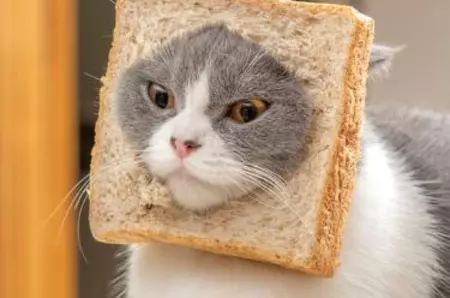 Sigur n-ai știut asta despre pisici!