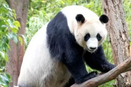 De ce urșii panda stau uneori în mâini?
