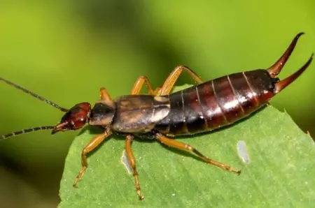 Adevărul despre urechelnițe! Sigur ai crezut și tu mitul acesta