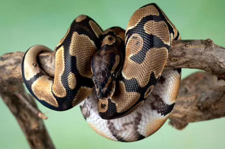 Reptilele „URINEAZĂ” CRISTALE, iar cercetătorii au vrut să afle din ce sunt compuse