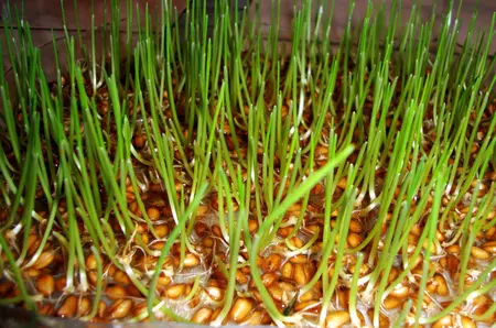 Când se pune grâu la încolţit pentru Sfântul Andrei?