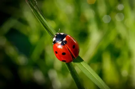 De ce este buburuza un simbol al norocului