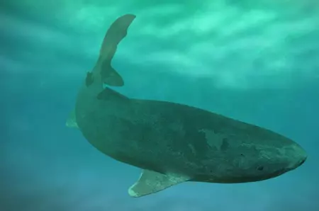 Ce animale trăiesc cel mai mult