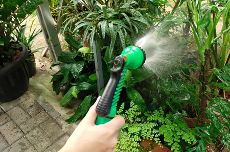 Ghidul udării corecte pe timp de caniculă: când, cât şi cum udăm plantele