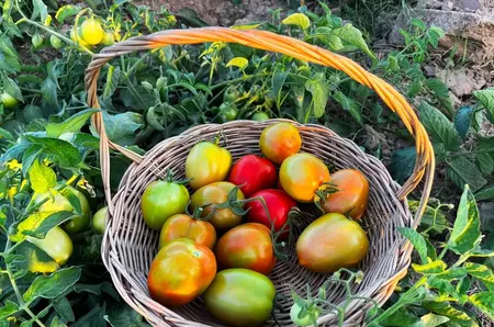Cum poți mânca gogonelele chiar dacă nu sunt murate