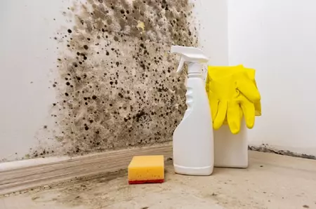 Ce să faci dacă apare mucegai în casă