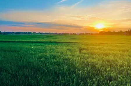 Ce înseamnă când visezi ogor