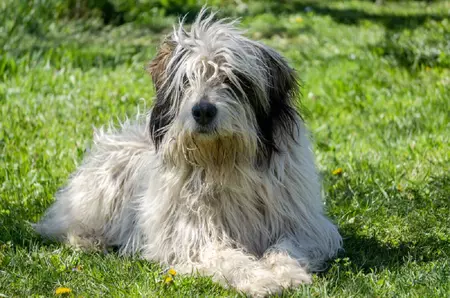 Ciobănescul Românesc Mioritic – tot ce trebuie să știi despre această rasă