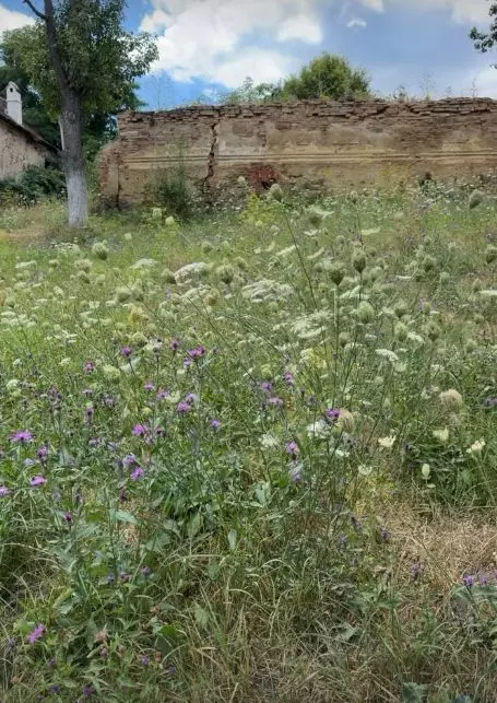 laura cosoi in maramu