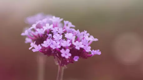 12 esente de plante pentru cele 12 semne ale zodiacului