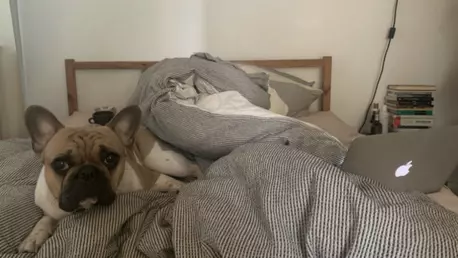 Maurice Munteanu: Jurnal de #stauacasă 5