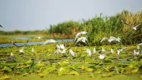 (P) Descoperă Delta Dunării, paradisul românesc al păsărilor