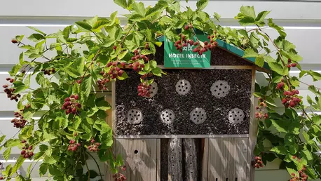 Grădinile urbane sau ce plantăm noi, cu mâinile noastre