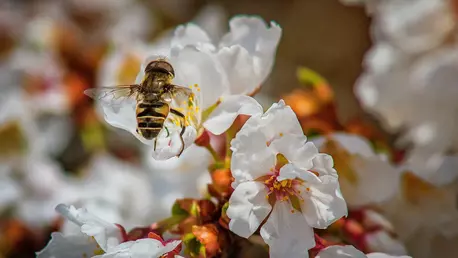 Miraculoasa miere de Manuka – de ce să o ai întotdeauna în casă?