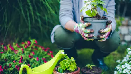 Solariile de legume: de la principii de baza la tehnologii avansate de creștere