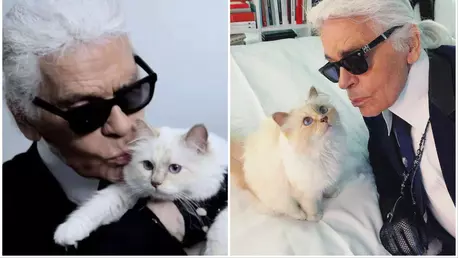 Choupette, celebra pisică a lui Karl Lagerfeld, în pragul falimentului! Ce s-a întâmplat cu moștenirea de 1.5 milioane de euro, lăsată de designer