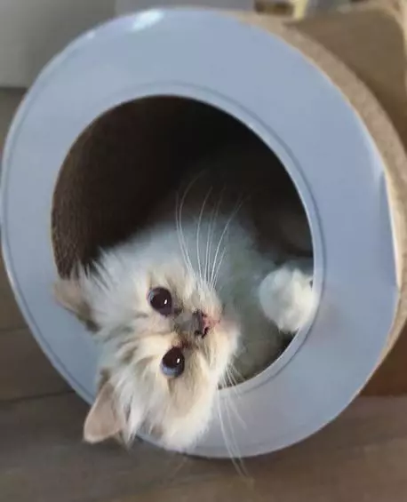 Choupette, pisica lui Karl Lagerfeld