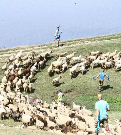 „Șerifii de România” ajung la stână