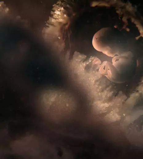 O nouă serie documentară la BBC Earth: Când începe „Nouă luni definitorii”