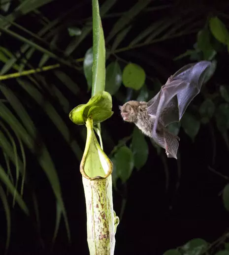 Netflix lansează în premieră trailerul extins pentru documentarul „Planeta noastră”