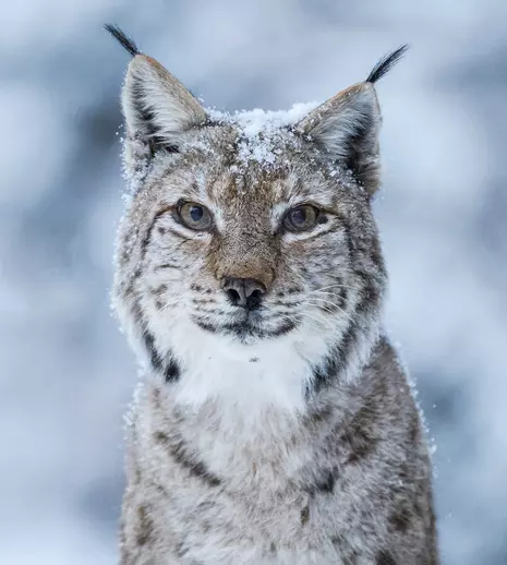 Premierele zilei, 17 septembrie: „The Human Voice”, „Lux Æterna”, „Boss Baby: Afaceri de familie” și „România sălbatică” intră în cinematografe