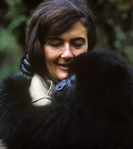 National Geographic va difuza seria documentară „Dian Fossey: Dincolo de ceață”