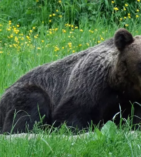 „Arthur şi fraţii săi”- ancheta ce încheie sezonul „Dosar România”, la TVR 1