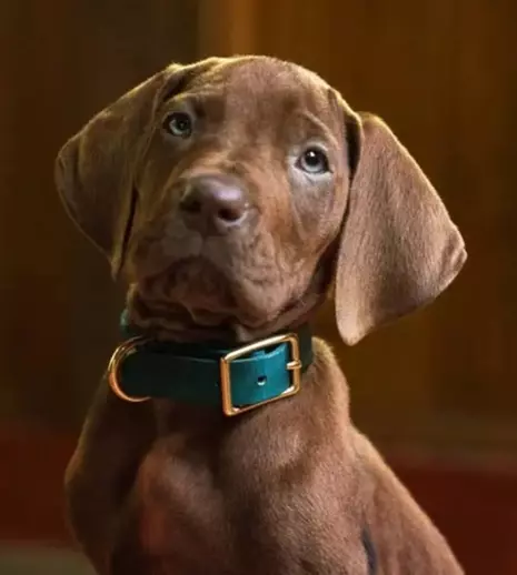 Prima imagine cu noul Scooby-Doo! Netflix lansează un serial live-action în care personajul e un câine real