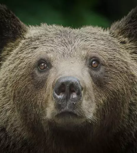 „Transilvania: urșii din spatele casei”, un documentar filmat în România, în premieră la Viasat Nature. Programul de difuzare