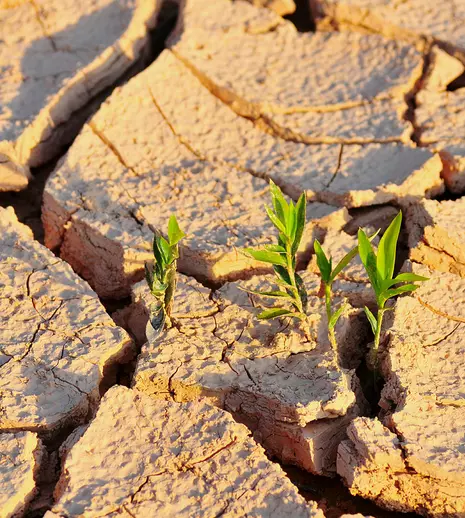 Top 5 culturi rezistente la secetă pentru climatul românesc