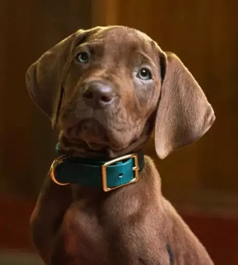 Prima imagine cu noul Scooby-Doo! Netflix lansează un serial live-action în care personajul e un câine real