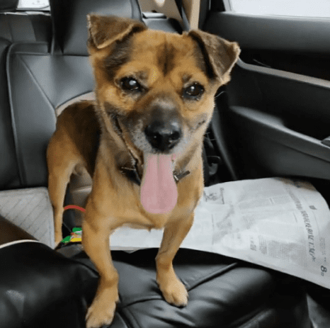 image-2020-05-26-24018612-41-cainele-din-wuhan