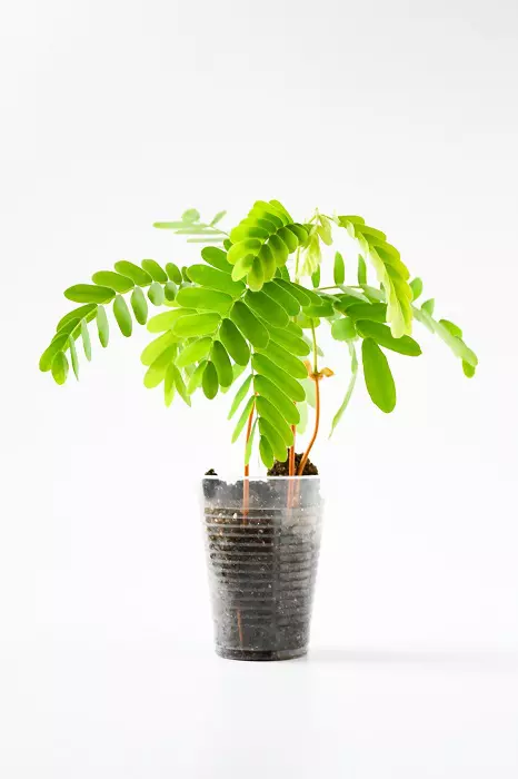 tamarind