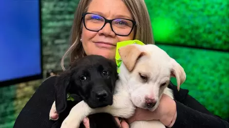 Ioana Cosma, de la lumina reflectoarelor, la lumina faptelor bune: „Acum suntem în casă, pe lângă bipezi, 9 suflete cu patru sau trei lăbuțe” INTERVIU