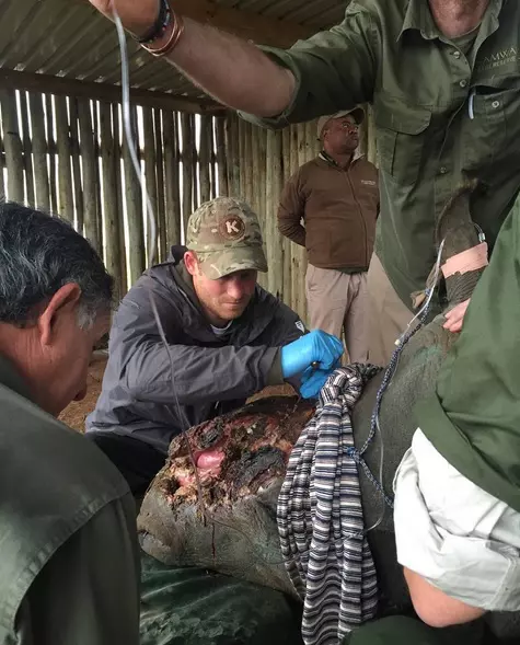 In Parcul National Kruger din Africa de Sud, ingrijind animalele ranite in urma braconajului
