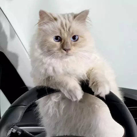 Choupette, siameza lui Lagerfeld