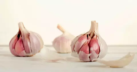 USTUROIUL - un antiviral natural și un ingredient cu numeroase proprietăți benefice pentru organism