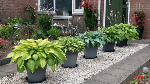 Cum să transformi aleea de grădină într-un spațiu atractiv? 10 sugestii practice