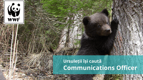 WWF România angajează un purtător de cuvânt pentru ursuleții orfani