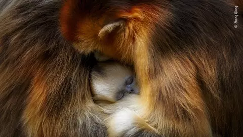 Fotografiile anului impresionează până la lacrimi: imagini care te lasă fără cuvinte