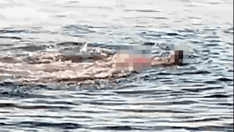O româncă a fost omorâtă de un rechin în Egipt, în apropiere de Hurghada