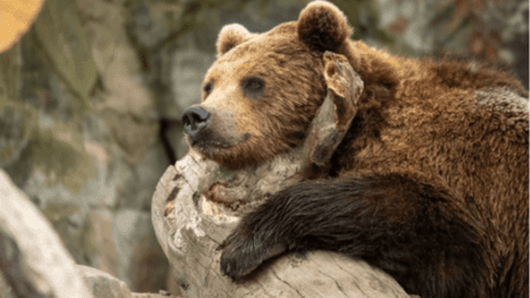 Salvează urșii, îmbrățișează natura: Descoperă povestea inspirațională a sanctuarului Libearty