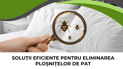 Soluții eficiente pentru eliminarea ploșnițelor de pat