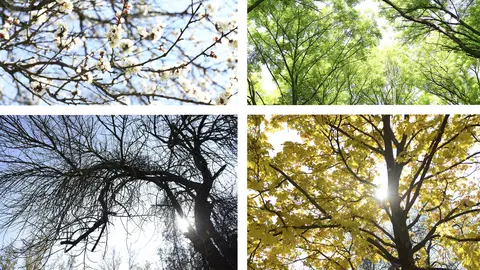 Horoscop - Ce influenta are zodiacul arboricol asupra copilului tau