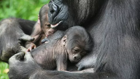 Eveniment în lumea zoo : Gorila N Gayla are gemeni!