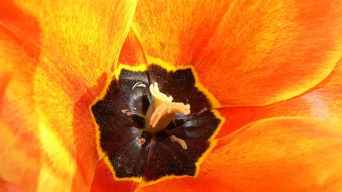 Învaţă cum să te fereşti de alergii