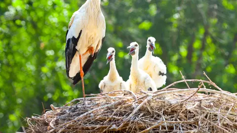 Copiii mei vor părăsi cuibul. Eu ce mă fac?
